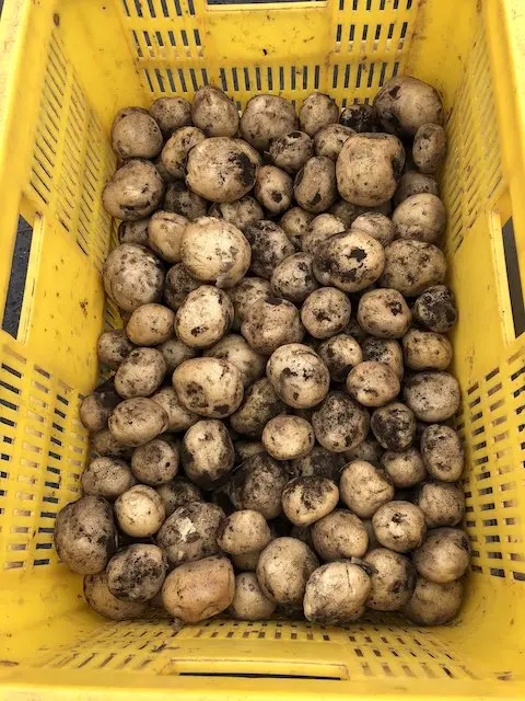 コロナ禍、家族みんなで育てたジャガイモ コロナ禍、家族みんなで育てたジャガイモ